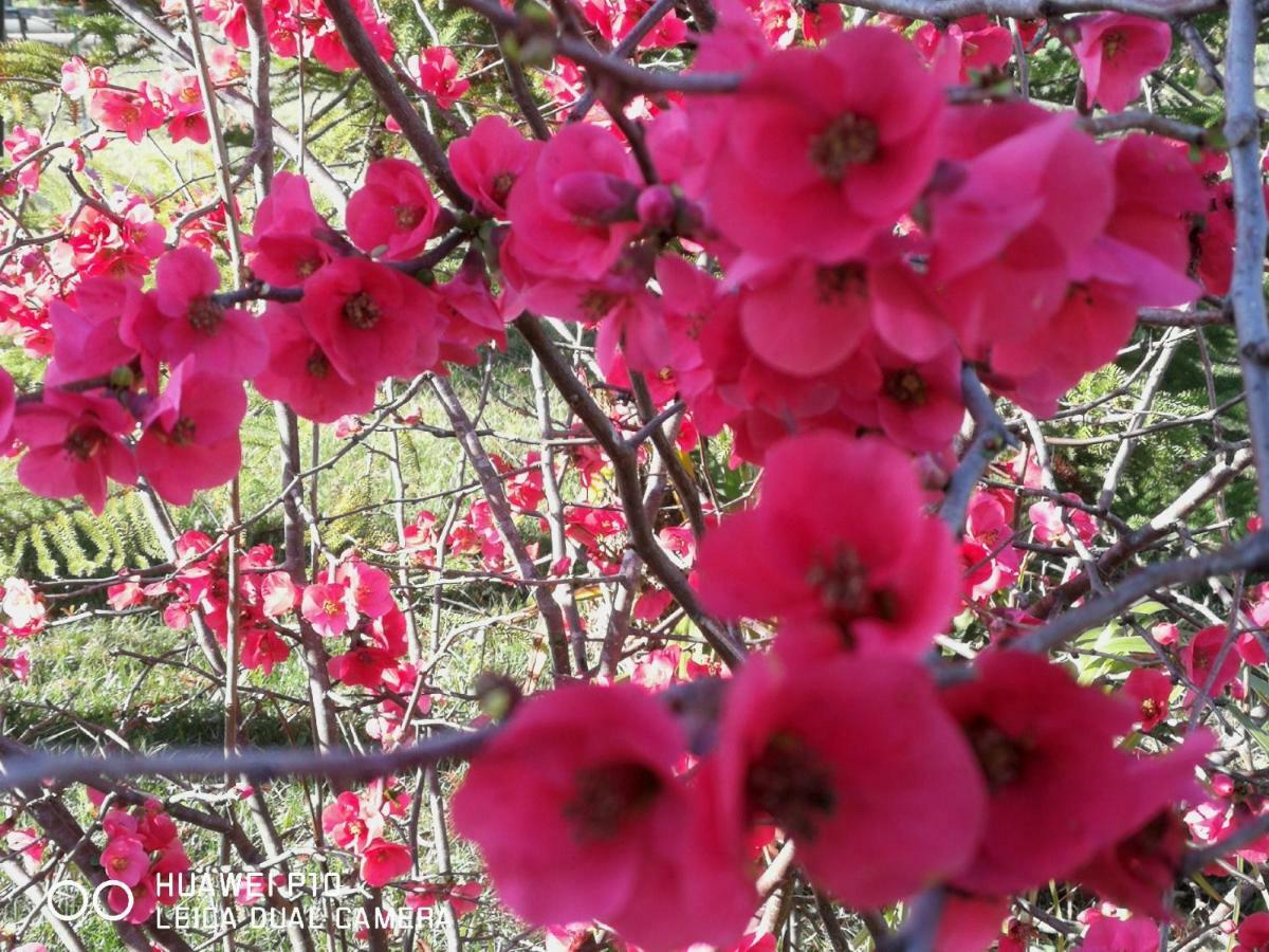 B&B Fiori Di Pesco Fertilia Luaran gambar